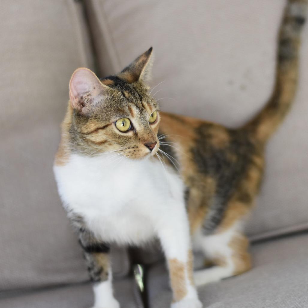 Enlarge Kamie, a Adoptable Domestic Short Hair in Waco, TX image 3/6