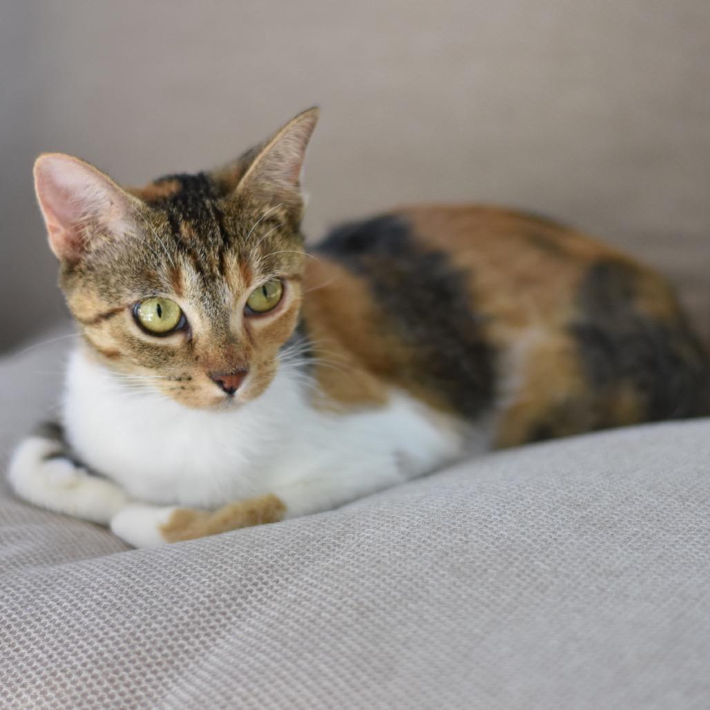 Enlarge Kamie, a Adoptable Domestic Short Hair in Waco, TX image 4/6