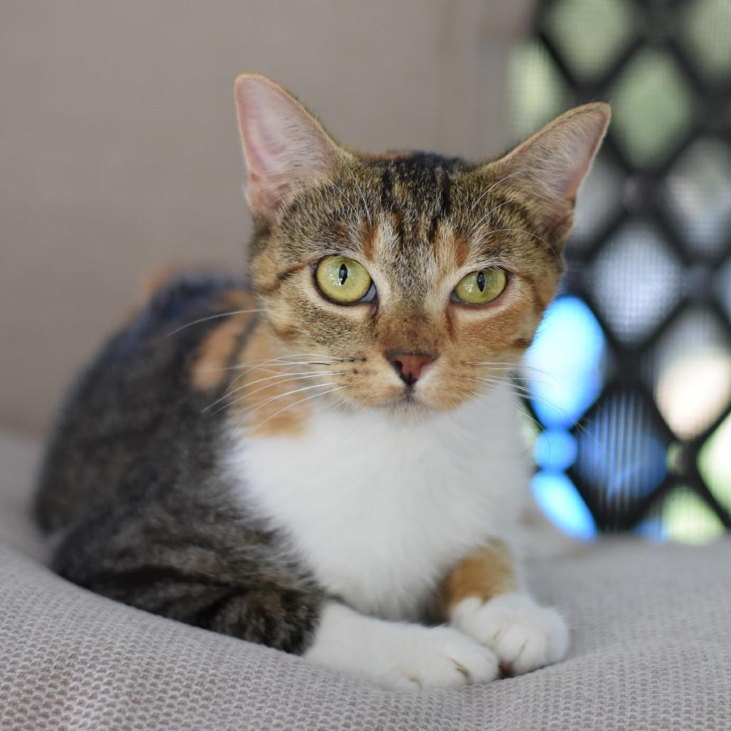 Enlarge Kamie, a Adoptable Domestic Short Hair in Waco, TX image 5/6