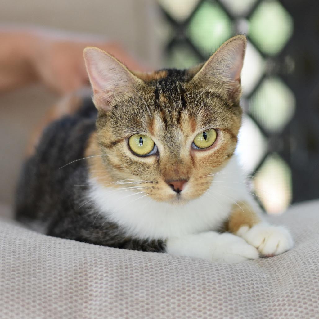 Enlarge Kamie, a Adoptable Domestic Short Hair in Waco, TX image 1/6