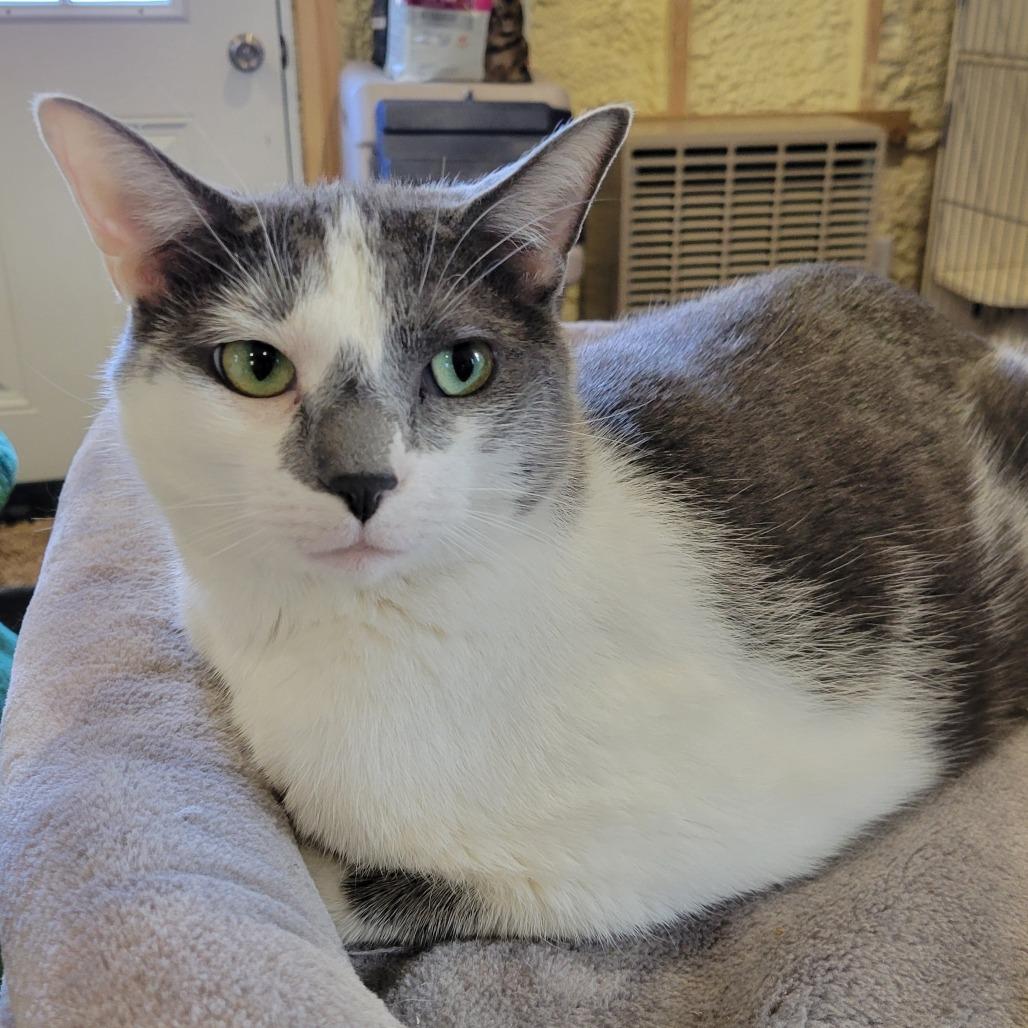 Enlarge Lewis, a Adoptable Domestic Short Hair in Park Falls, WI image 1/6