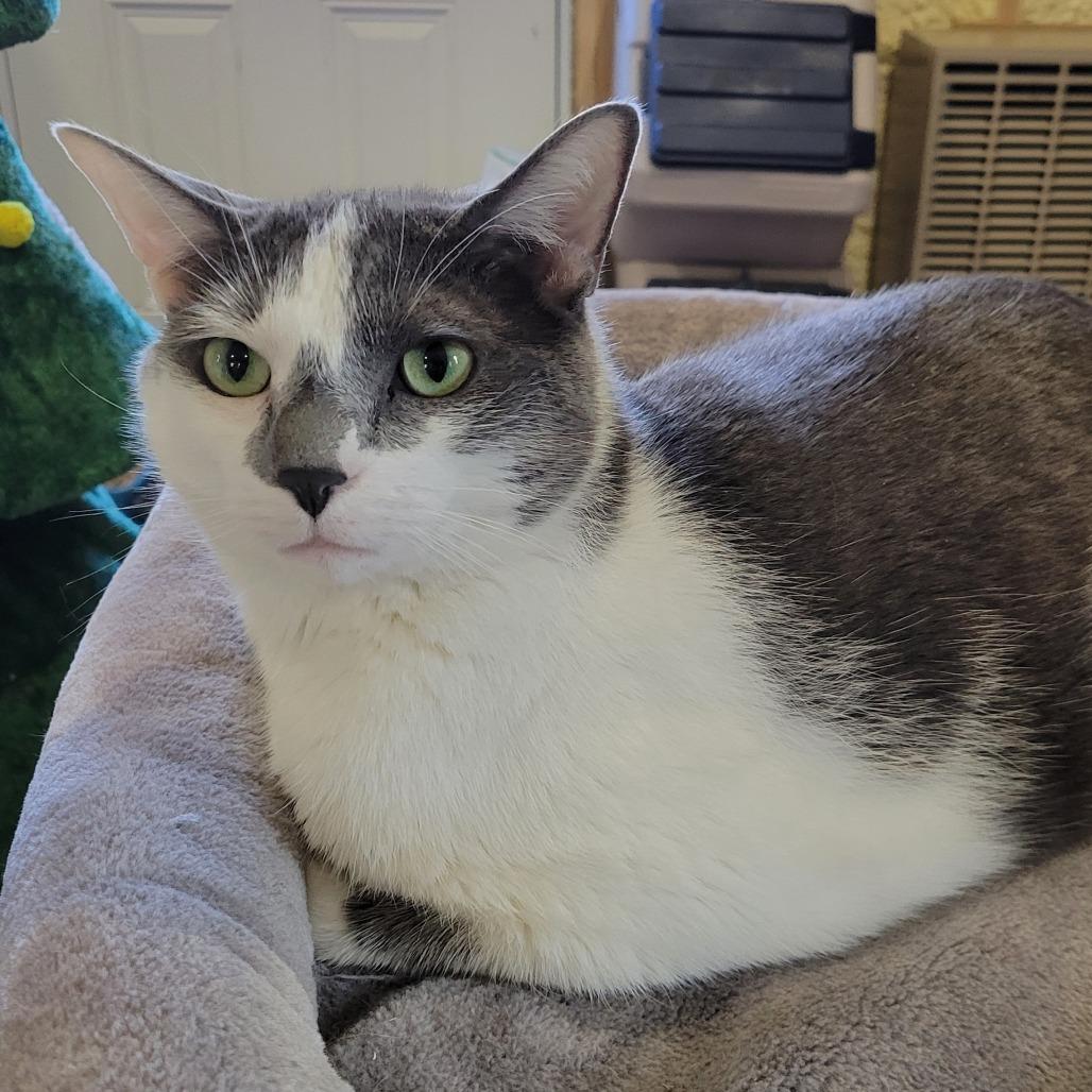 Enlarge Lewis, a Adoptable Domestic Short Hair in Park Falls, WI image 2/6