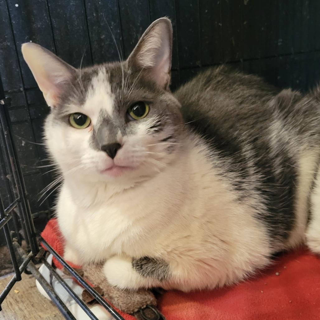 Enlarge Lewis, a Adoptable Domestic Short Hair in Park Falls, WI image 3/6