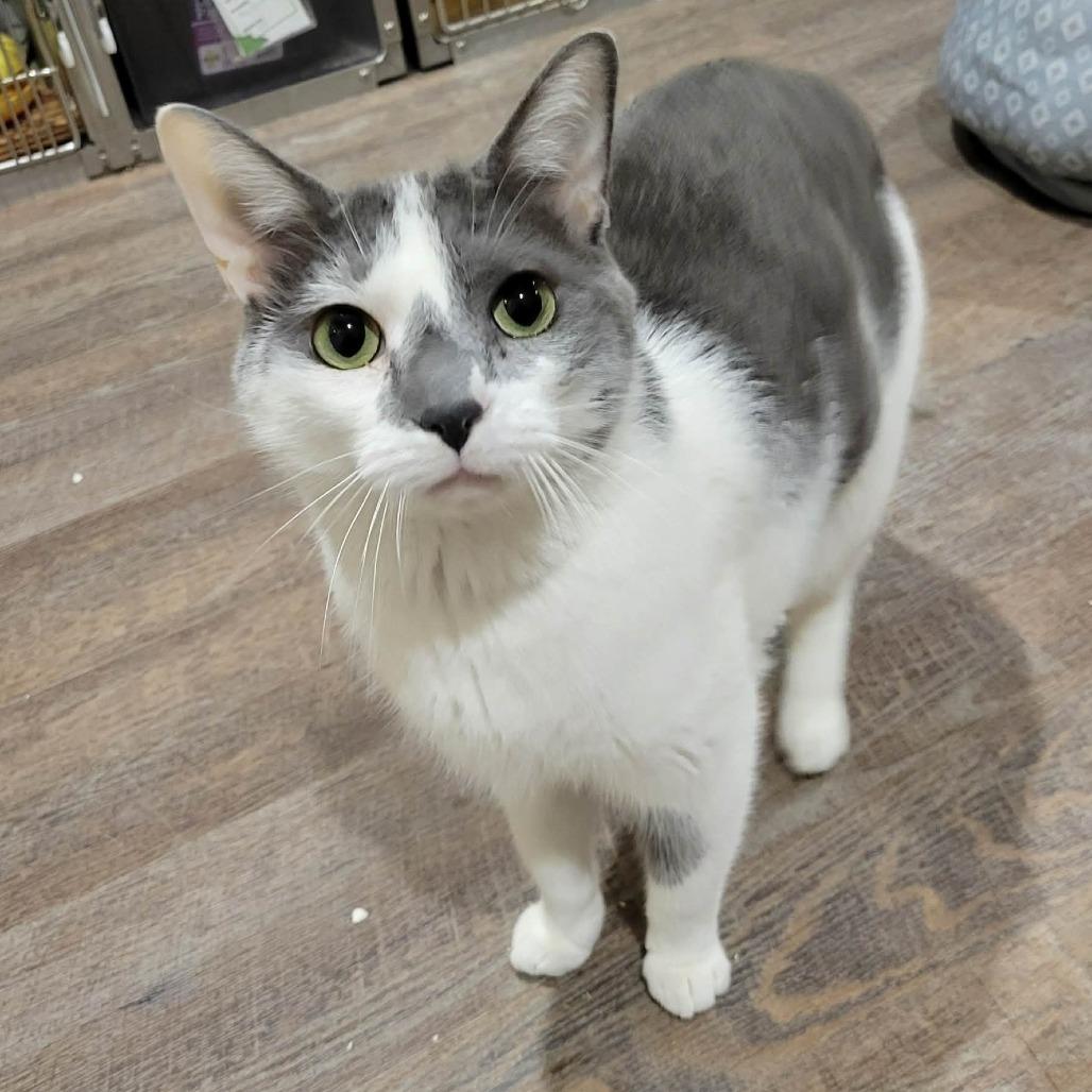 Enlarge Lewis, a Adoptable Domestic Short Hair in Park Falls, WI image 5/6