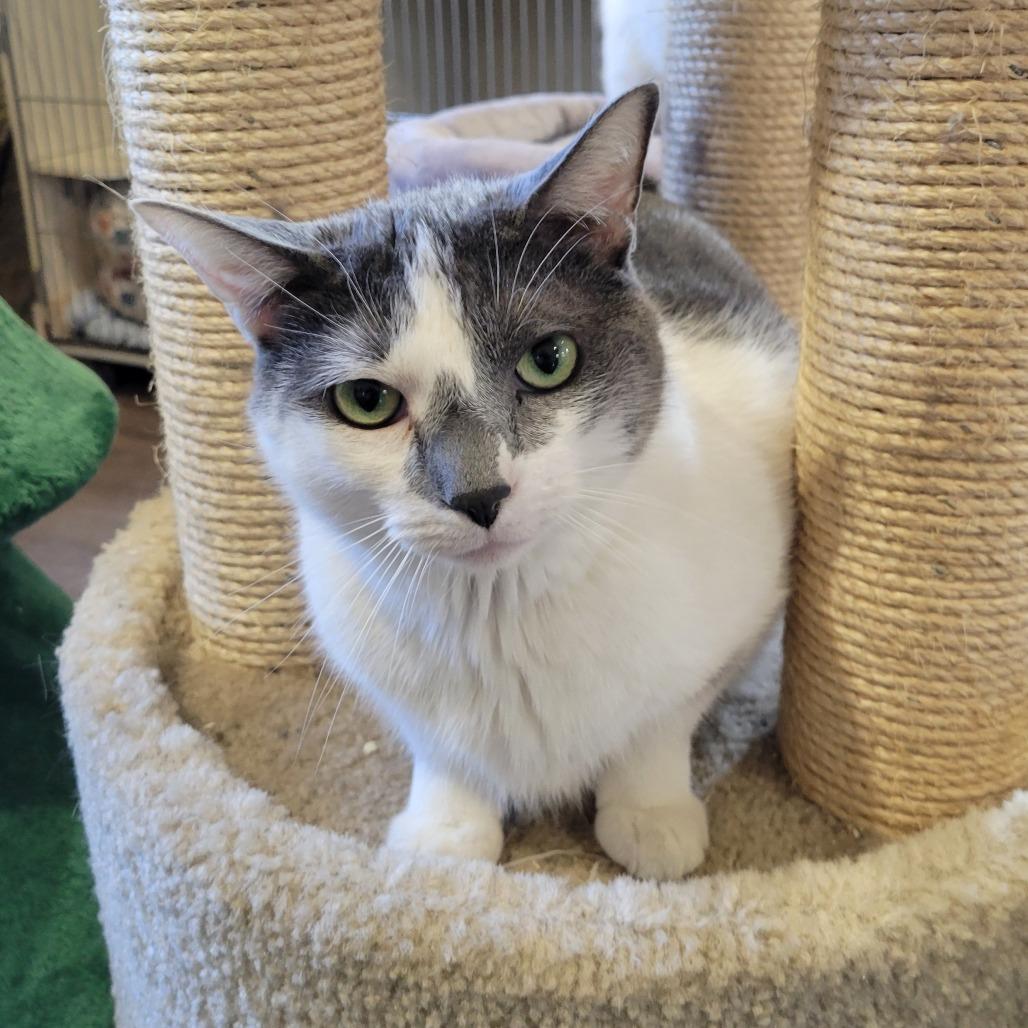 Enlarge Lewis, a Adoptable Domestic Short Hair in Park Falls, WI image 6/6