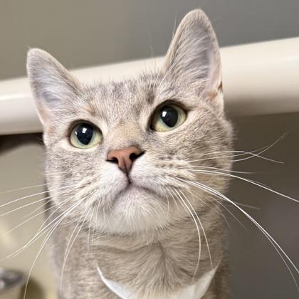 Bob Cat, adopted, Adult Female Domestic Short Hair.