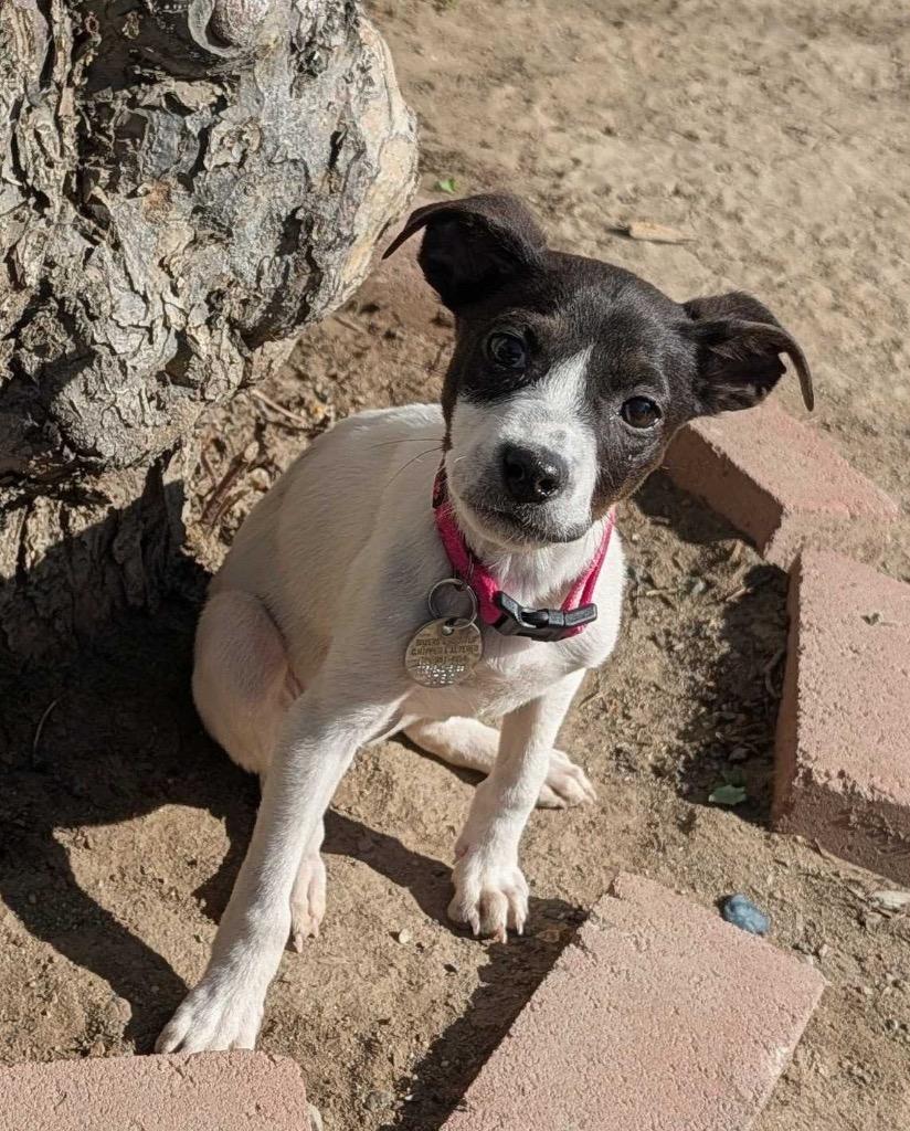 Daffodil, Adoptable, Puppy Female Chihuahua.