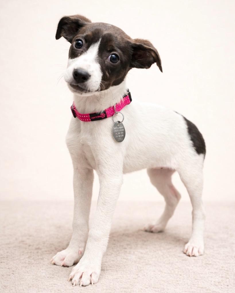 Enlarge Daffodil, a Adoptable Chihuahua in Reno, NV image 2/3