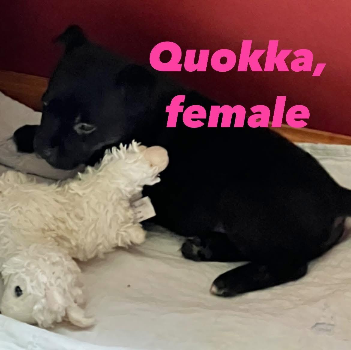 Enlarge Quokka, a Adoptable mixed breed in Eugene, OR image 4/4