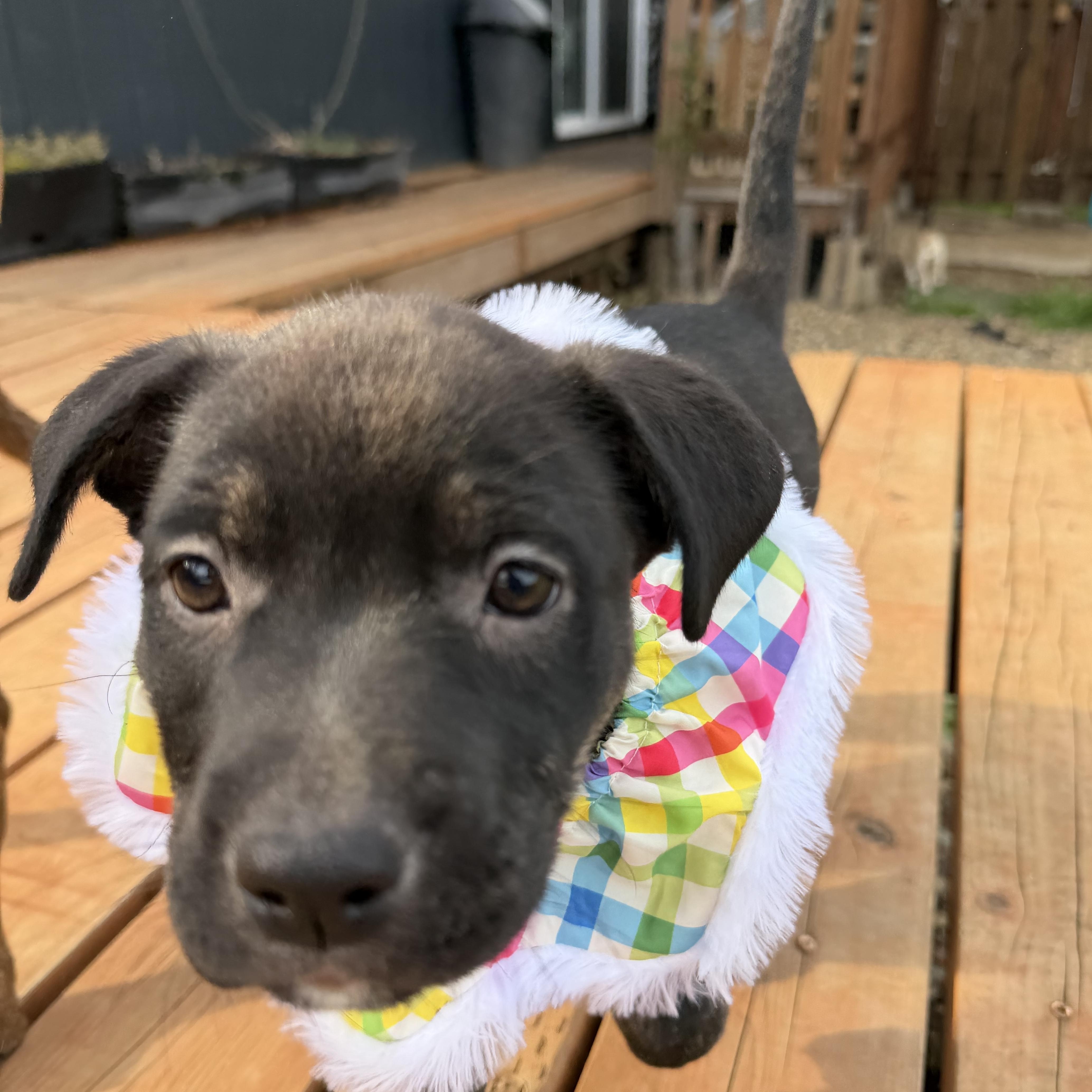 Enlarge Quokka, a Adoptable mixed breed in Eugene, OR image 1/4
