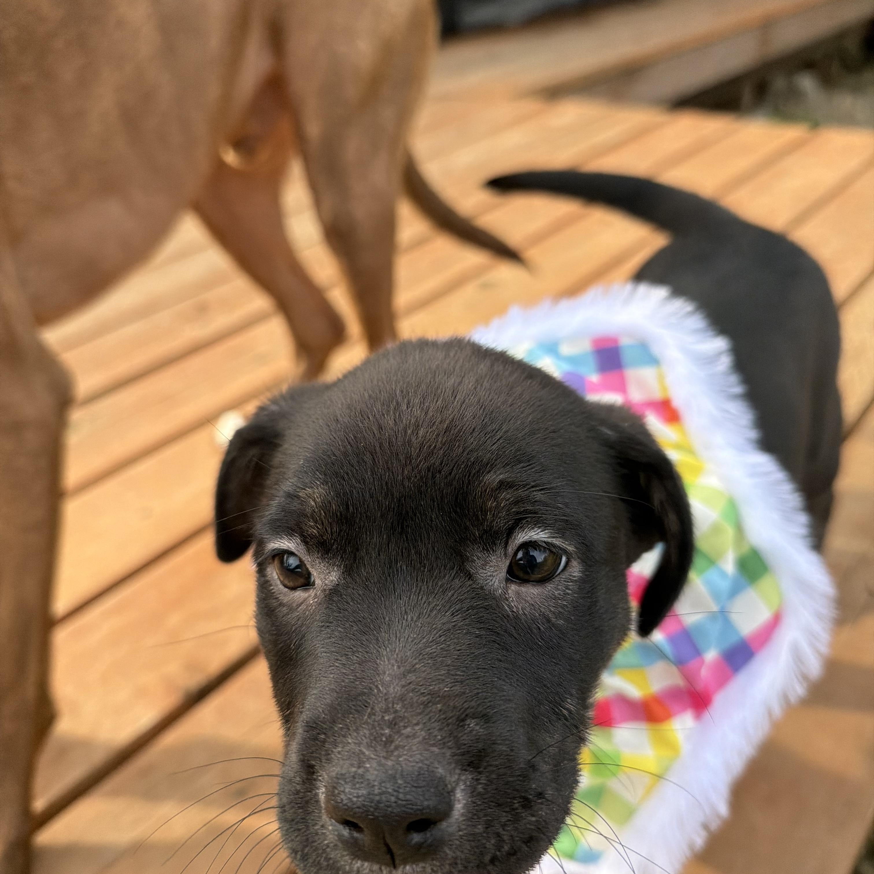 Enlarge Quokka, a Adoptable mixed breed in Eugene, OR image 2/4
