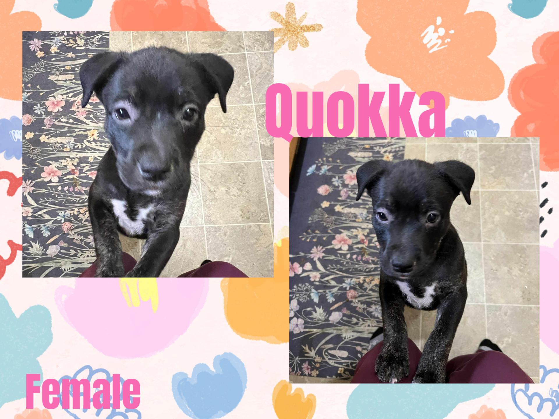 Enlarge Quokka, a Adoptable mixed breed in Eugene, OR image 3/4