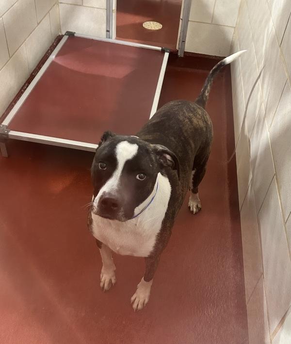 Exso (832), a Adoptable mixed breed in Marietta, GA image 1/2