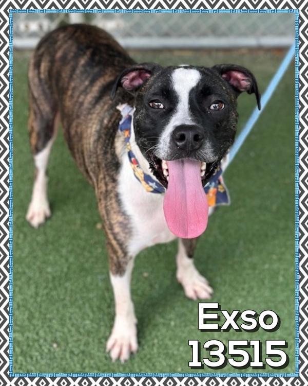 Exso (832), a Adoptable mixed breed in Marietta, GA image 2/2