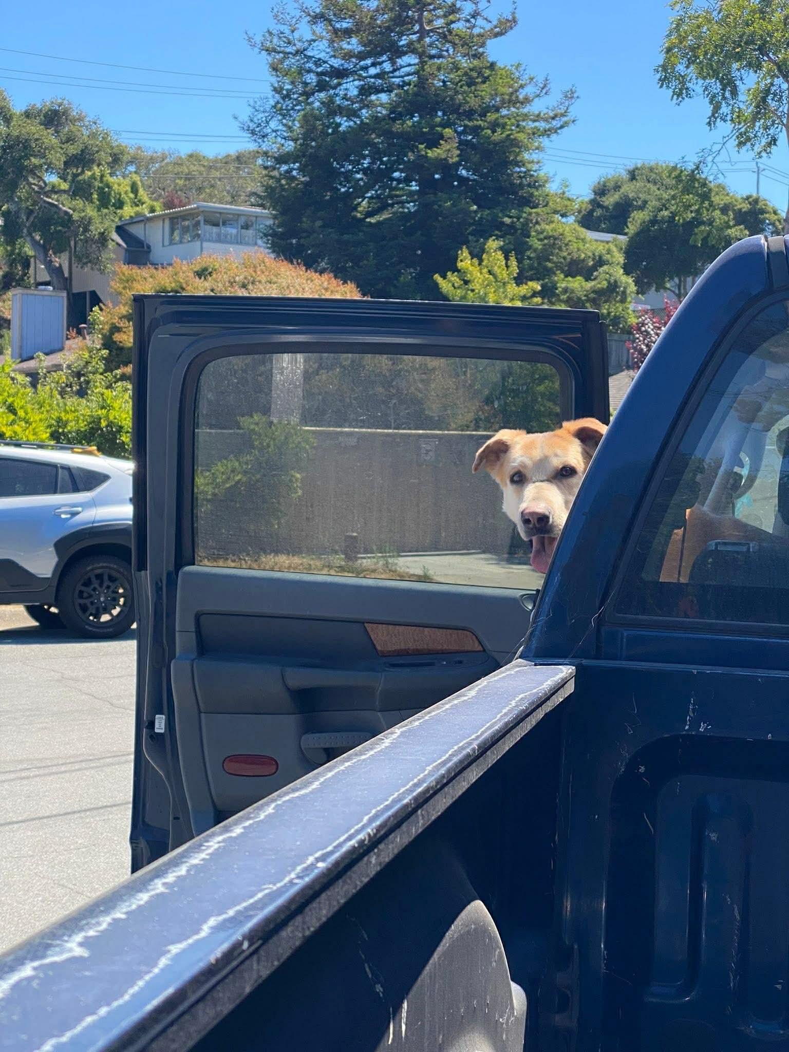 Enlarge Smokey, a Adoptable mixed breed in San Jose, CA image 4/5