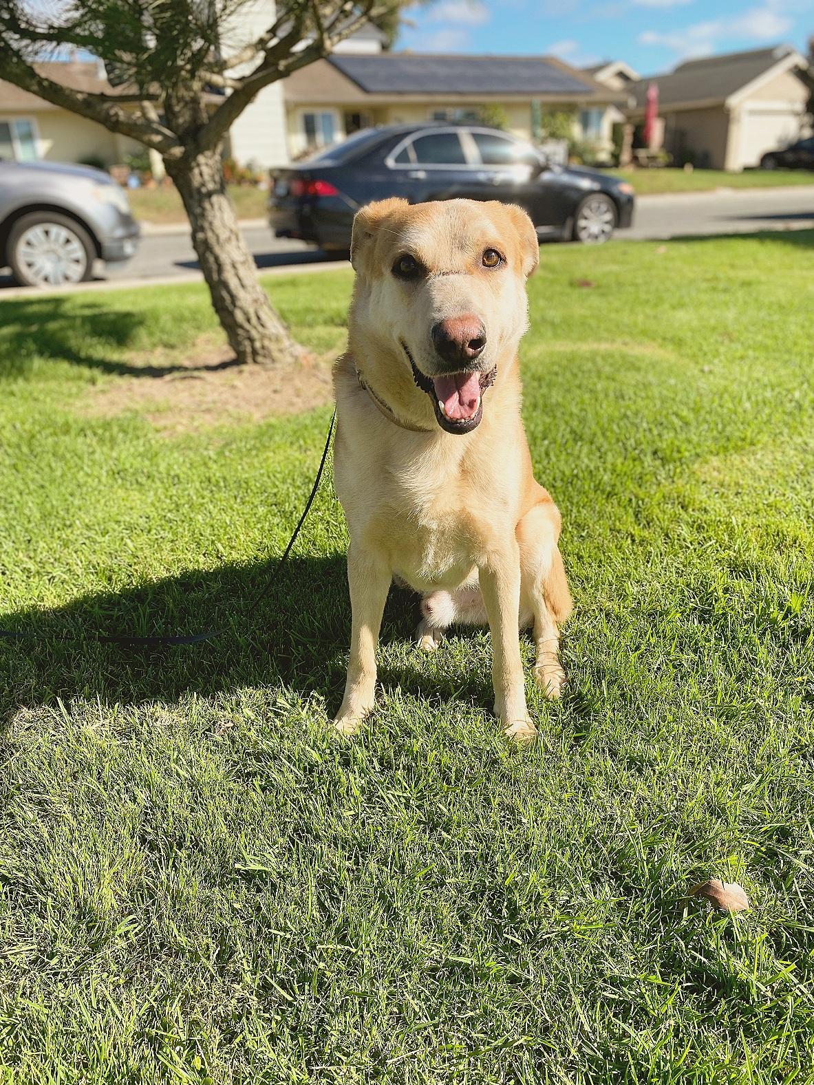 Enlarge Smokey, a Adoptable mixed breed in San Jose, CA image 3/5