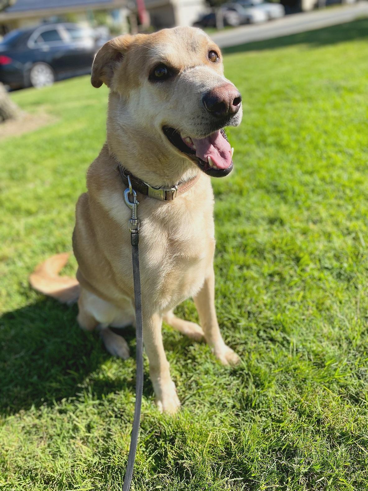 Enlarge Smokey, a Adoptable mixed breed in San Jose, CA image 2/5
