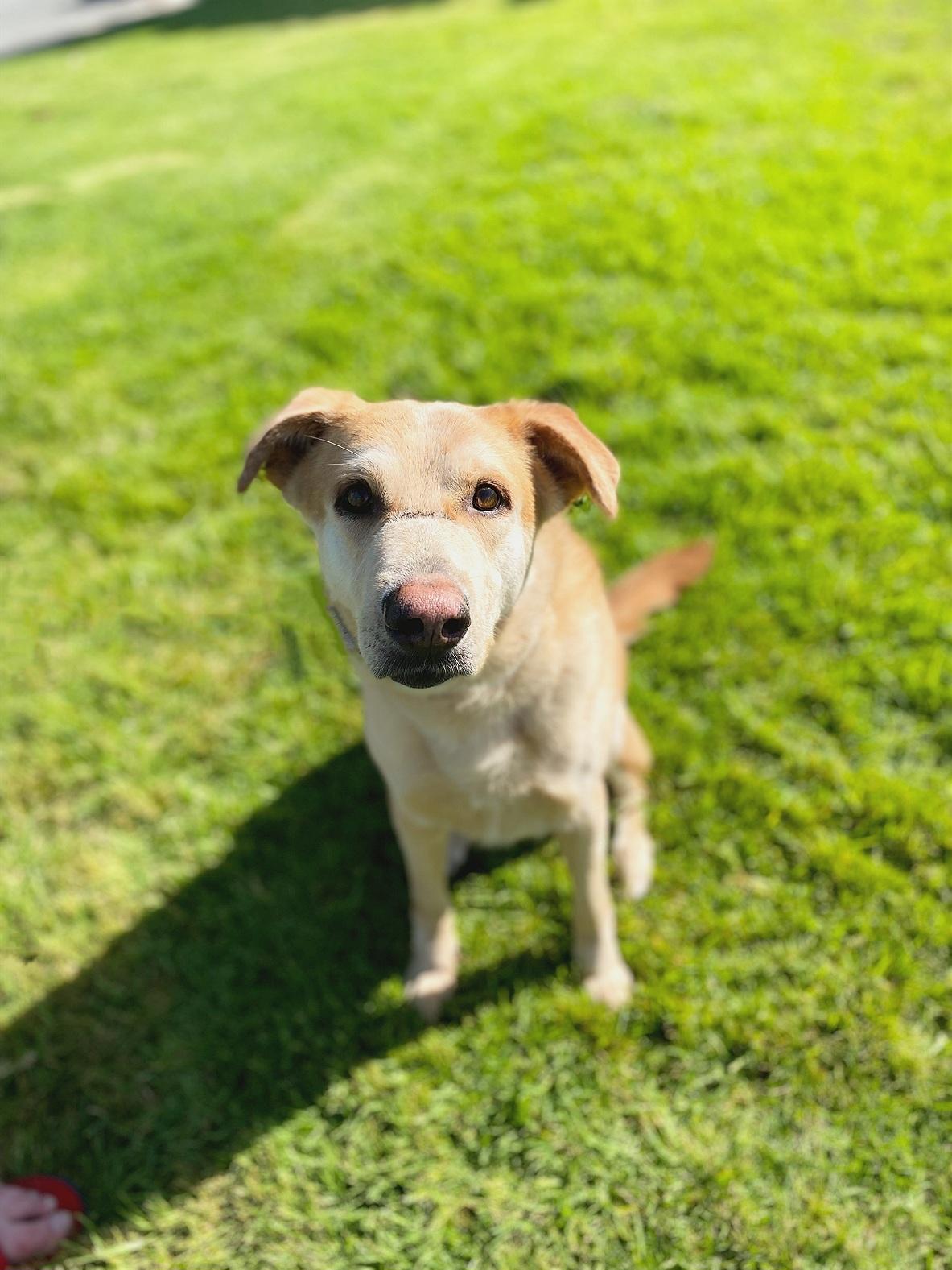 Enlarge Smokey, a Adoptable mixed breed in San Jose, CA image 1/5