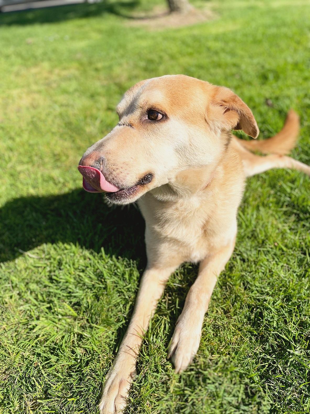 Enlarge Smokey, a Adoptable mixed breed in San Jose, CA image 5/5