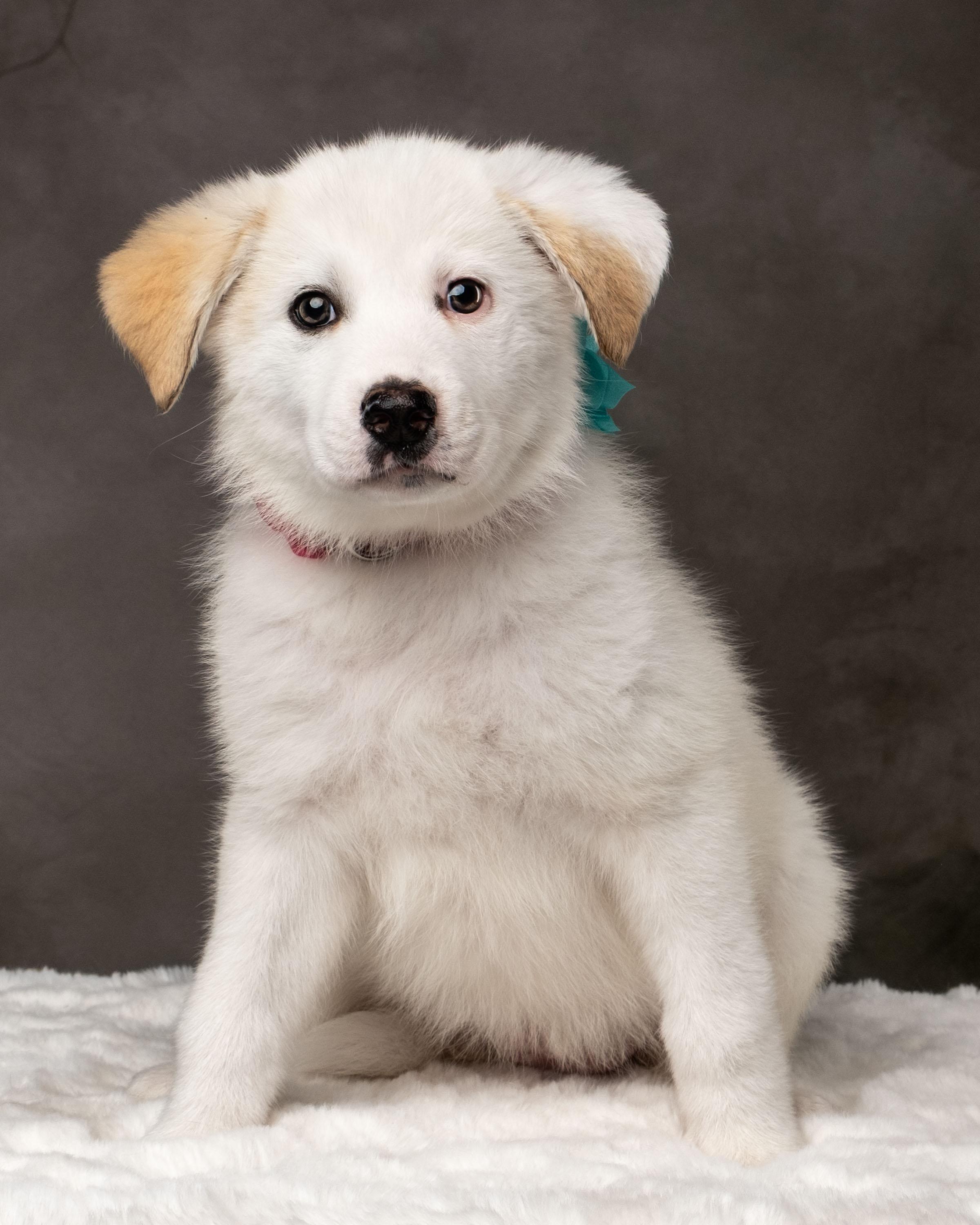 Enlarge Kaiah , a ADOPTABLE mixed breed in Aiken, SC image 5/5