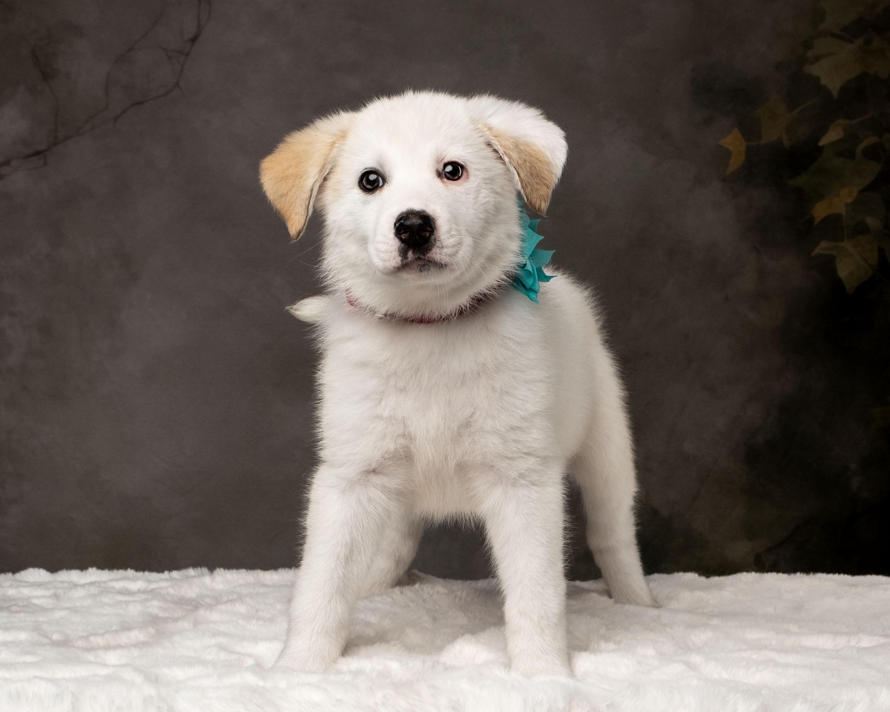 Enlarge Kaiah , a ADOPTABLE mixed breed in Aiken, SC image 3/5