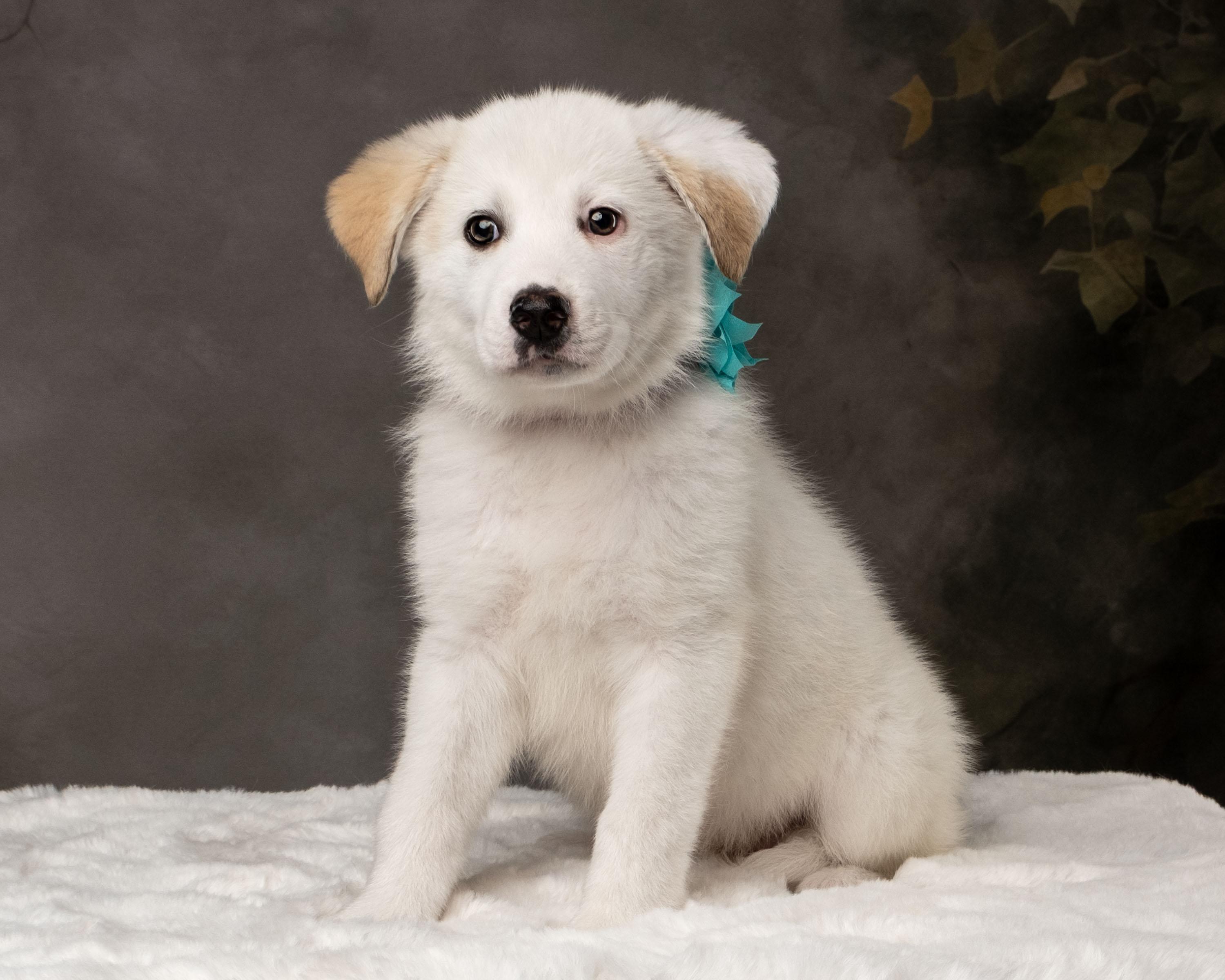 Enlarge Kaiah , a ADOPTABLE mixed breed in Aiken, SC image 1/5