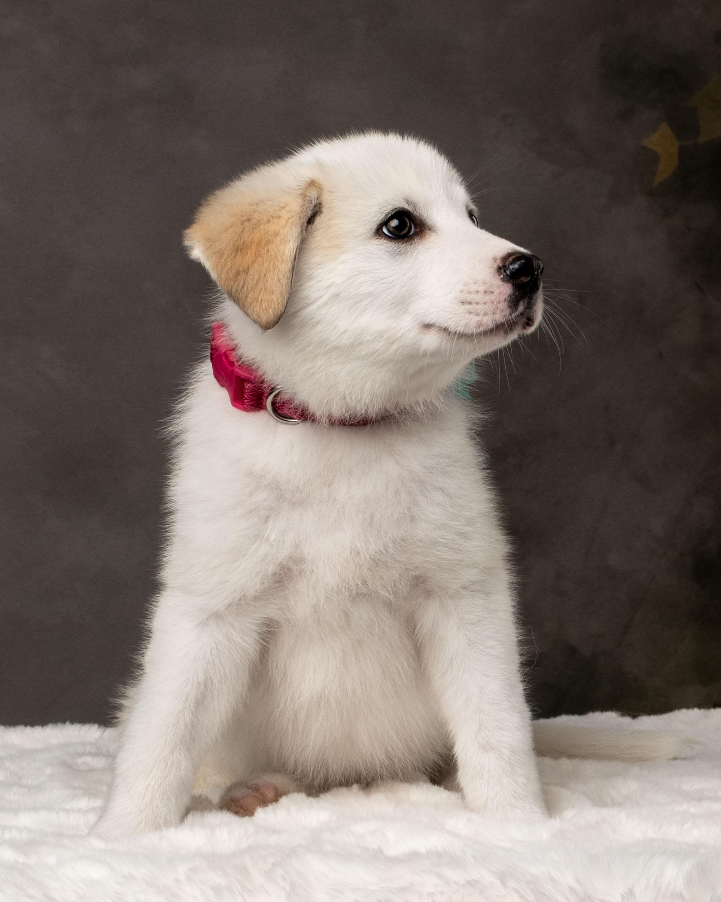 Enlarge Kaiah , a ADOPTABLE mixed breed in Aiken, SC image 2/5