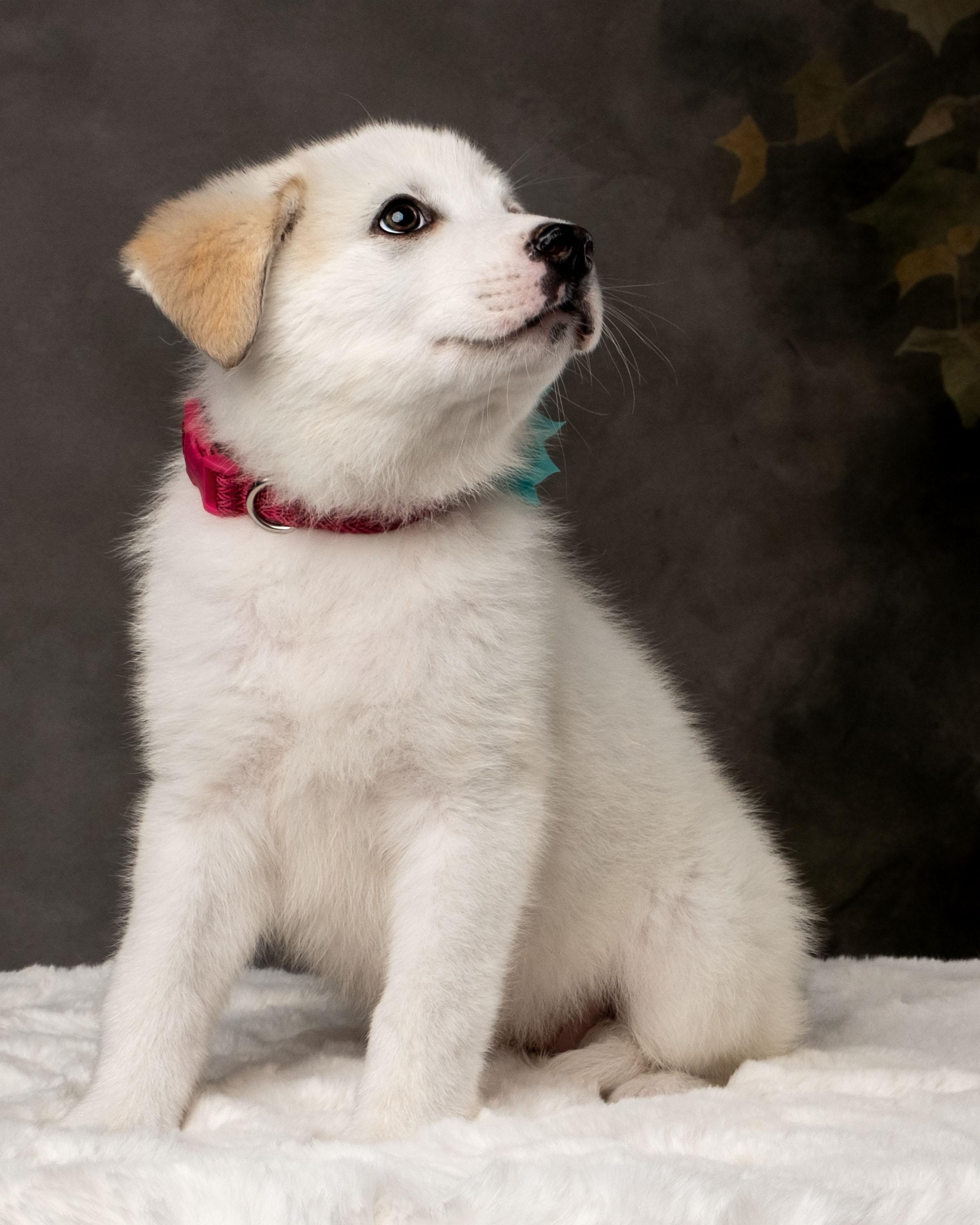 Enlarge Kaiah , a ADOPTABLE mixed breed in Aiken, SC image 4/5