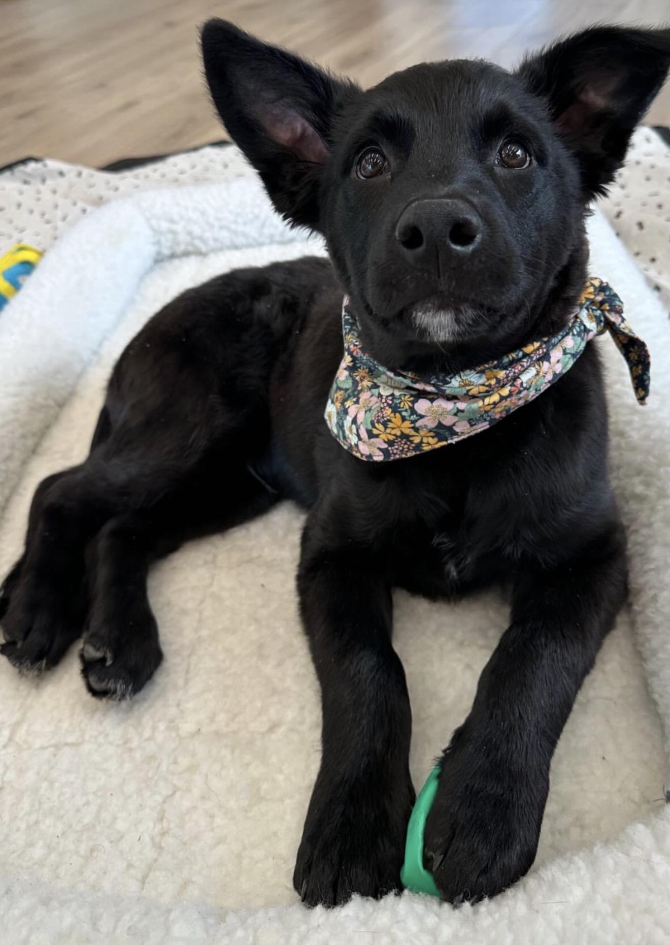 Duke, an adoptable mixed breed in Richmond, VA image 4/6