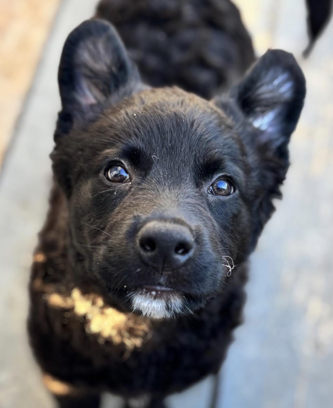 Duke, an adoptable mixed breed in Richmond, VA image 6/6