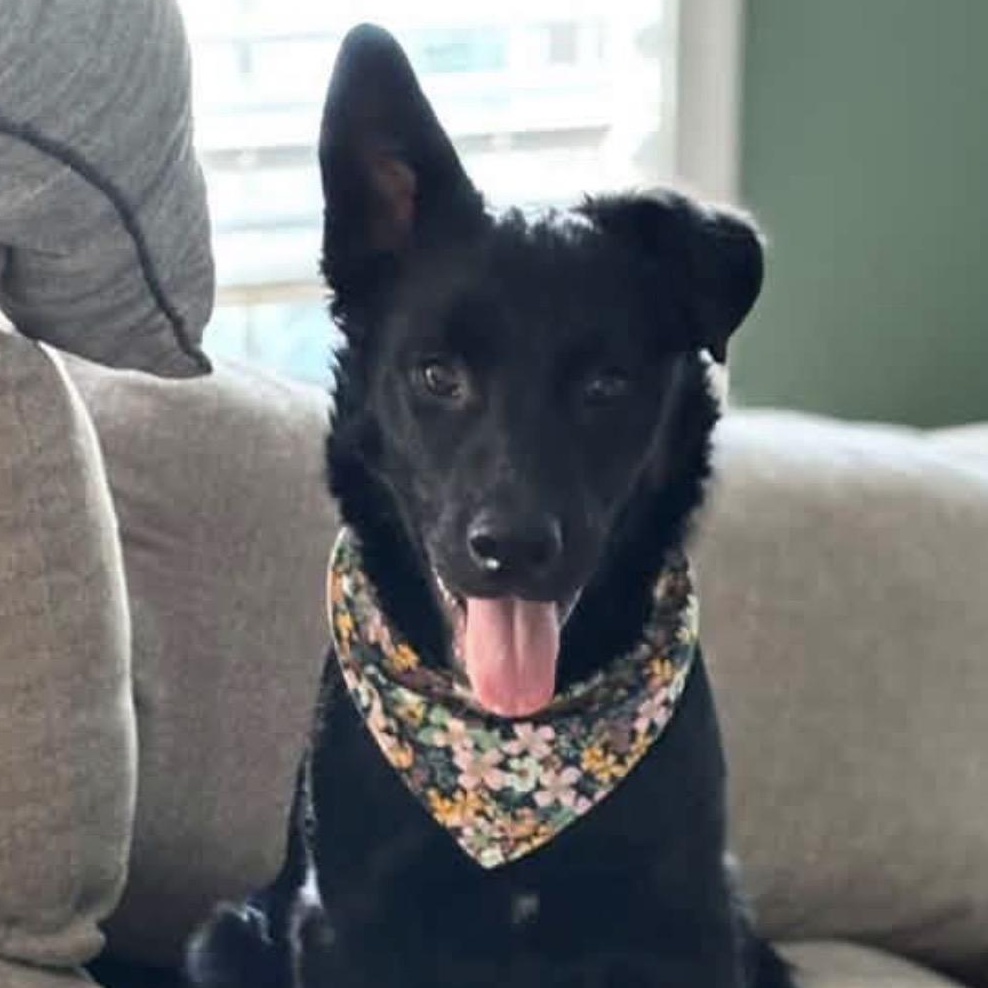 Duke, an adoptable mixed breed in Richmond, VA image 2/6