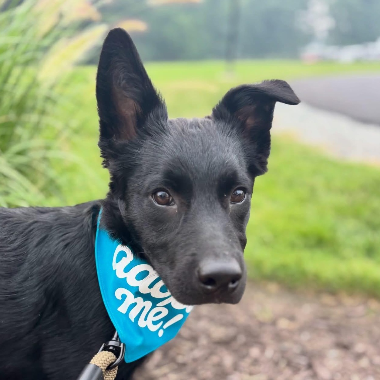 Duke, an adoptable mixed breed in Richmond, VA image 1/6