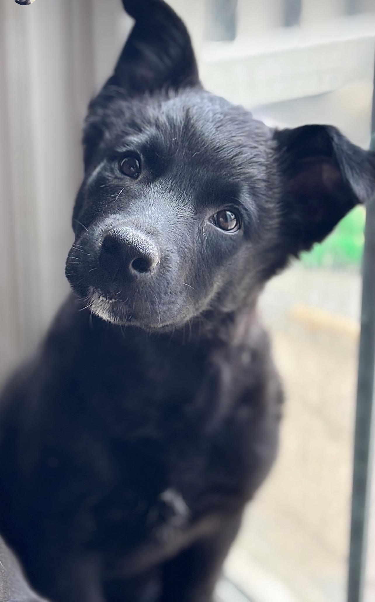 Duke, an adoptable mixed breed in Richmond, VA image 5/6