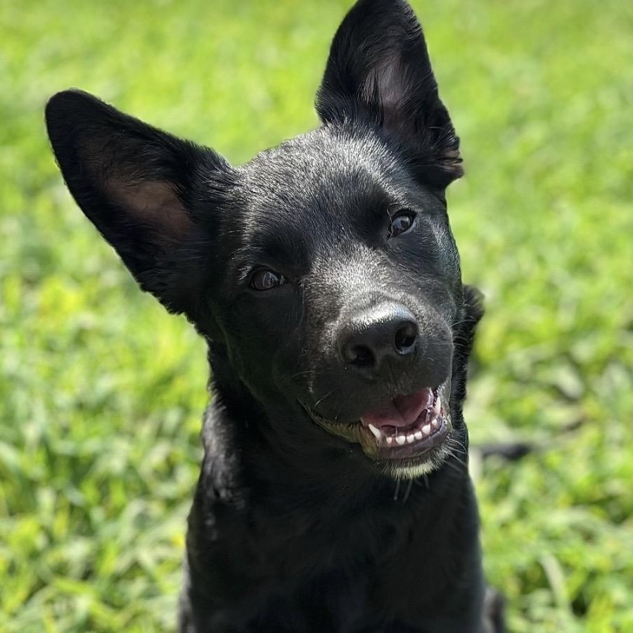 Duke, an adoptable mixed breed in Richmond, VA image 3/6