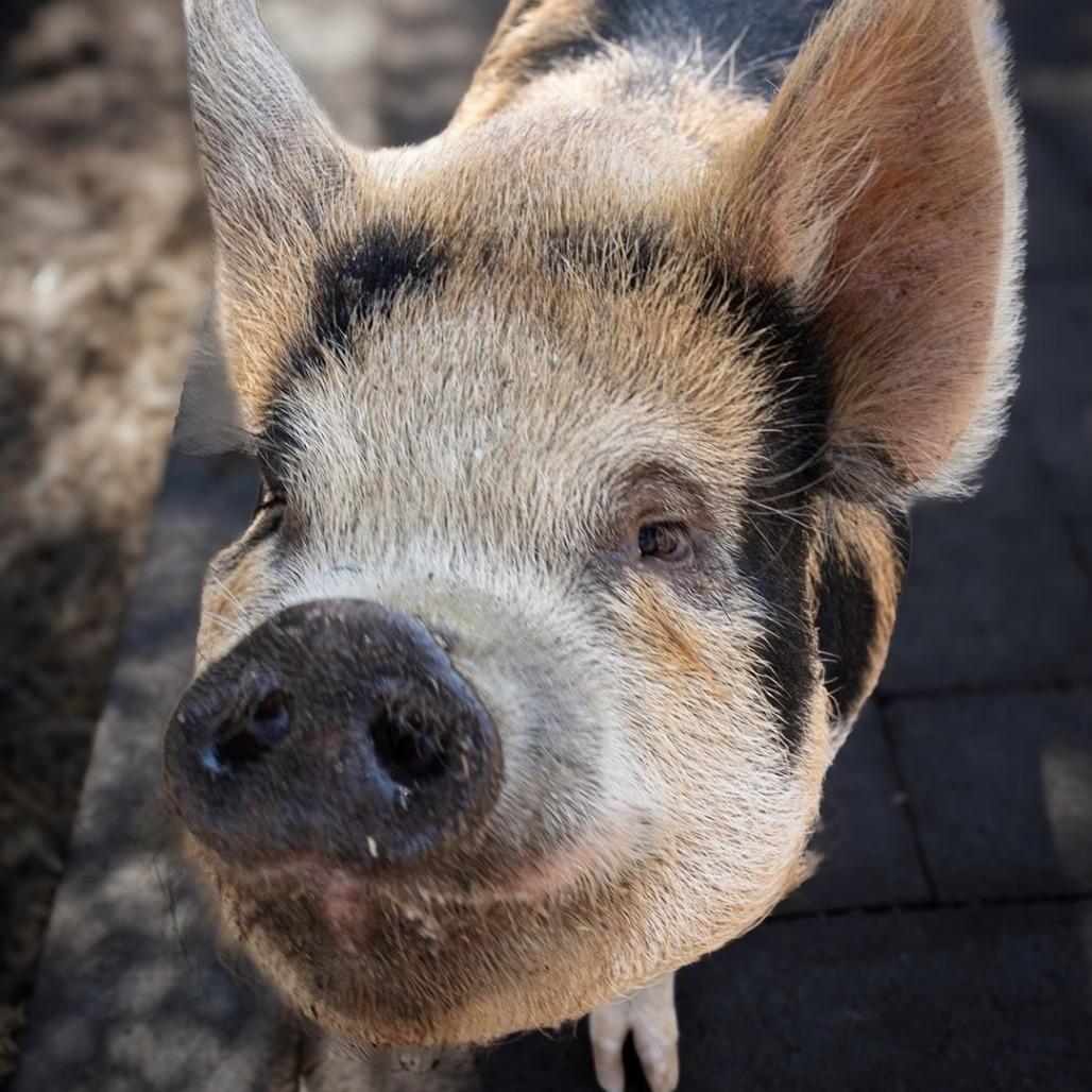 Enlarge Louise, a Adoptable Pig in Sonoma, CA image 2/3