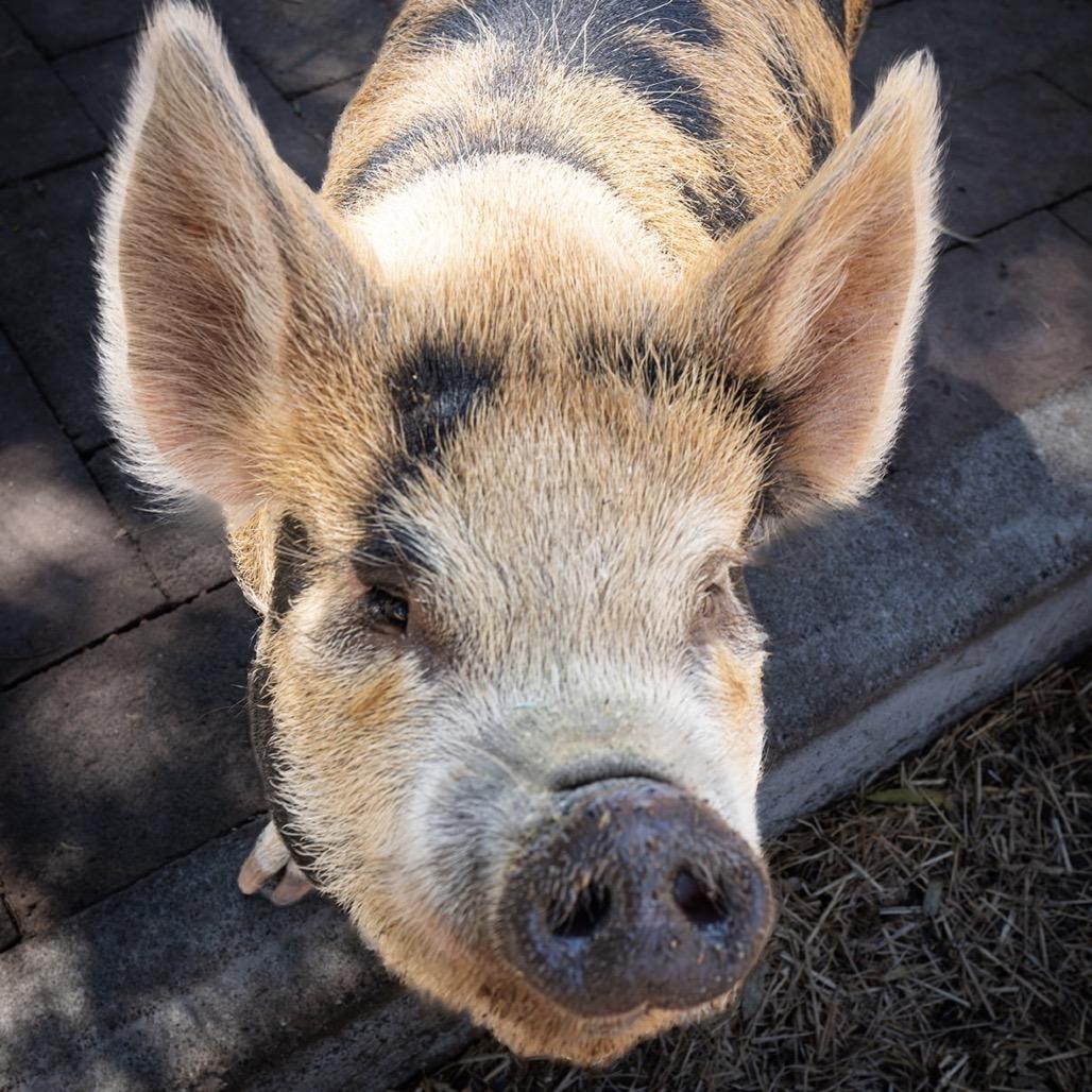 Enlarge Louise, a Adoptable Pig in Sonoma, CA image 3/3