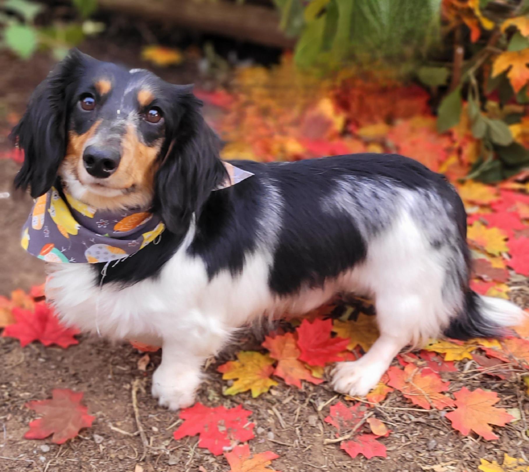 Enlarge Oreo, a Adoptable Dachshund (Miniature Long Haired) in Vernon, TX image 1/2