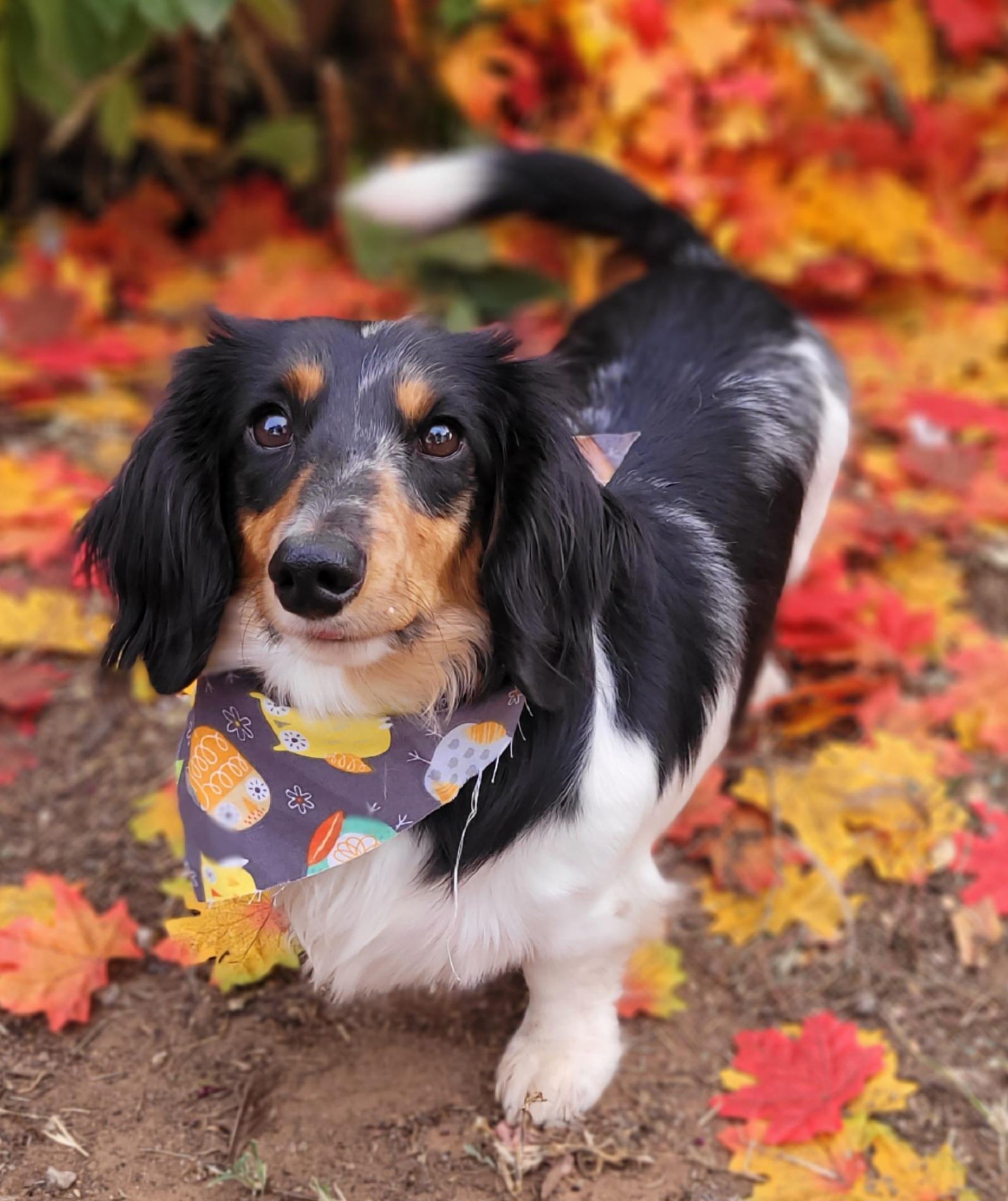 Enlarge Oreo, a Adoptable Dachshund (Miniature Long Haired) in Vernon, TX image 2/2