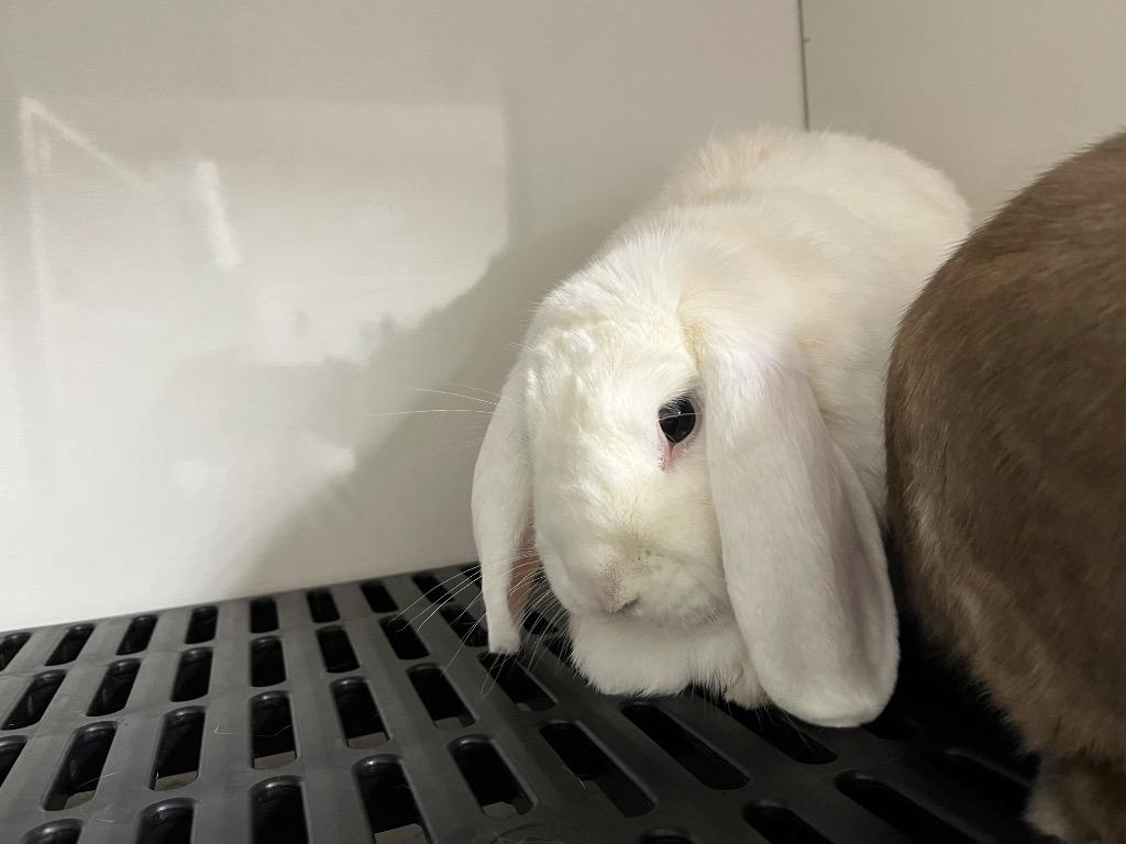 Yuki / Kuri, a Adoptable Lop Eared in Pflugerville, TX image 1/3