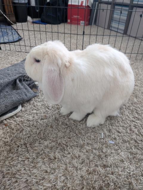 Yuki / Kuri, a Adoptable Lop Eared in Pflugerville, TX image 2/3