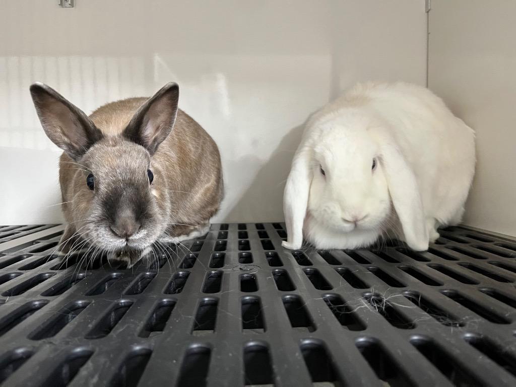 Yuki / Kuri, a Adoptable Lop Eared in Pflugerville, TX image 3/3