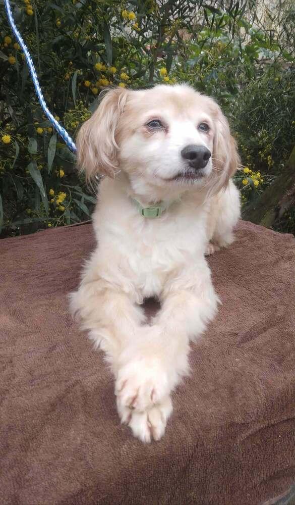 Alfie, Adoptable, Adult Male Cavalier King Charles Spaniel & Cocker Spaniel.