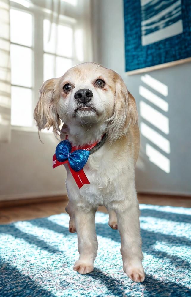 Enlarge Alfie, a Adoptable mixed breed in Escondido, CA image 2/5