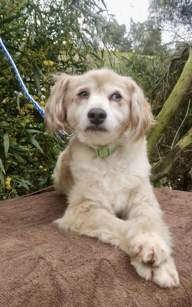 Enlarge Alfie, a Adoptable mixed breed in Escondido, CA image 3/5