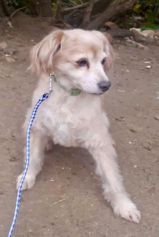 Enlarge Alfie, a Adoptable mixed breed in Escondido, CA image 4/5