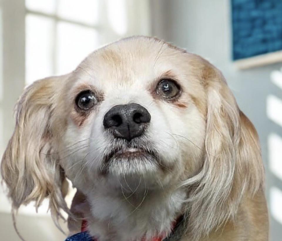 Enlarge Alfie, a Adoptable mixed breed in Escondido, CA image 5/5