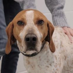 Enlarge Hank, a ADOPTABLE Hound in Hilliard, OH image 2/3