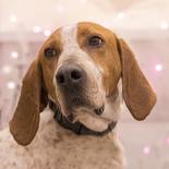 Hank, ADOPTABLE, Senior Male Hound.