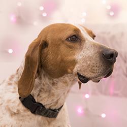 Enlarge Hank, a ADOPTABLE Hound in Hilliard, OH image 3/3