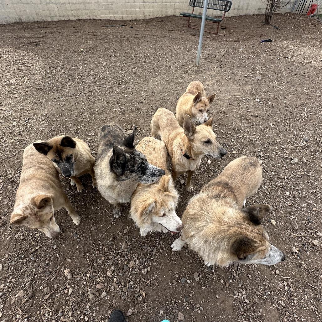 Enlarge Jasper, a Adoptable Mixed Breed in Flagstaff, AZ image 1/6